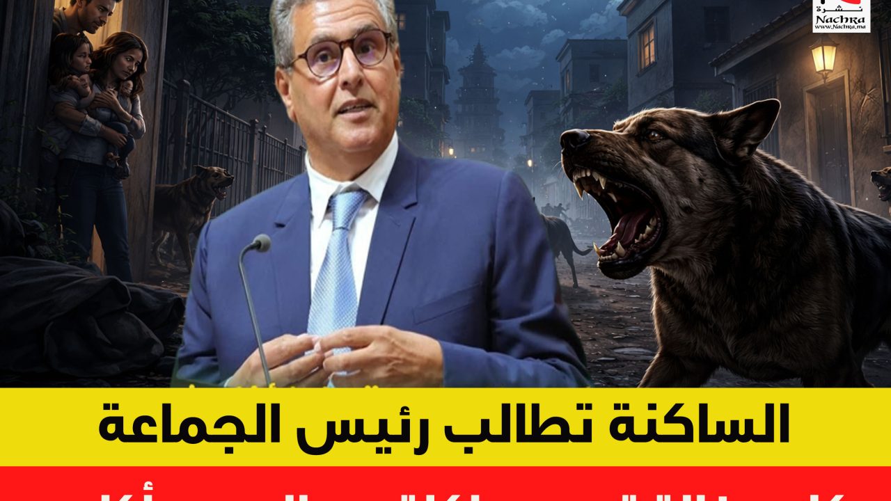 كلاب ضالة تحاصر حي الهدى بأكادير… صرخات الساكنة مستمرة في غياب أي تدخل للجماعة